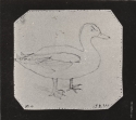 Duck, photograph, Library of Congress