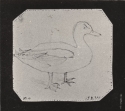 Duck, photograph,  Library of Congress