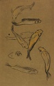 
                    Seven studies of fish, The Hunterian