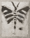 
                Design for a butterfly, British Museum