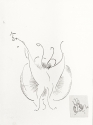 
                    r.: Butterfly, Library of Congress