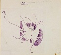 
                Butterfly, The Hunterian