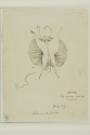 
                    r.: Butterfly, Art Institute of Chicago