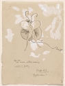 
                    r.: Butterfly; v.: Chequered butterfly, Library of Congress