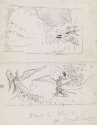 Sketch of a Peacock shutter and fighting Peacocks,  Library of Congress