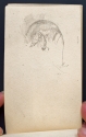 
                    Donkey’s head, sketchbook (p. 39), The Hunterian